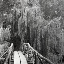 On Lake Jopamaca footbridge looking toward weeping willows
