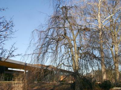 Fagus sylvatica ‘Pendula’ (Weeping European beech), growth habit, tree form, winter profile, Visitor Center in background