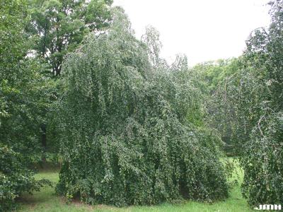 Fagus sylvatica ‘Pendula’ (Weeping European beech), growth habit, tree form