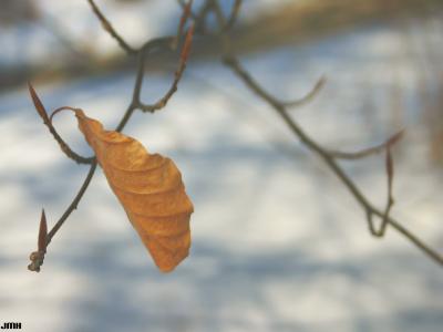 Fagus sylvatica ‘Atropunicea’ (copper beech), buds in winter