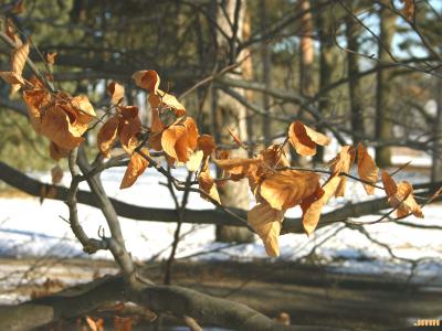 Fagus sylvatica ‘Atropunicea’ (copper beech), leaves on branch in winter