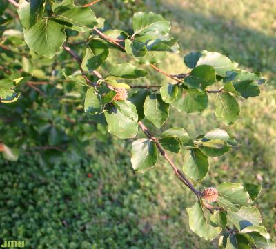 Fagus sylvatica L. (European beech), branch with fruit