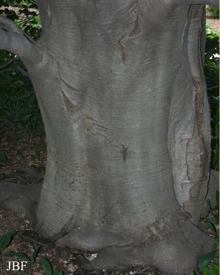 Fagus sylvatica ‘Atropunicea’ (copper beech), bark