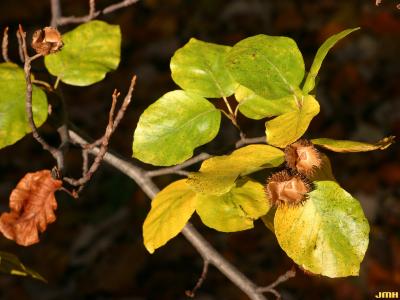 Fagus sylvatica ‘Zlatia’ (Golden-leaved European beech), leaves and fruit