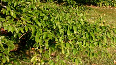Fagus grandifolia Ehrh. (American beech), branches, leaves