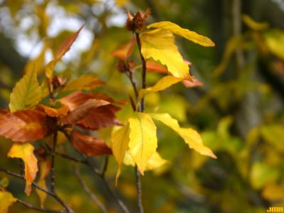 Fagus grandifolia Ehrh. (American beech), leaves, fall color