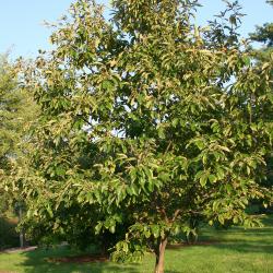 Castanea mollissima Blume (Chinese chestnut), growth habit, tree form