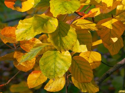 Fagus sylvatica ‘Zlatia’ (Golden-leaved European beech), leaves