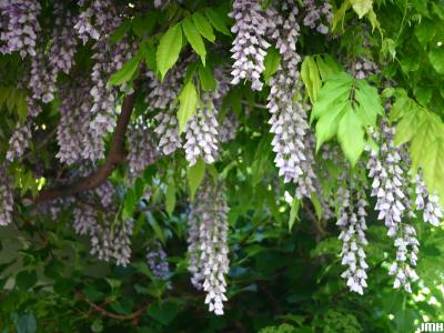 Wisteria sinensis (Sims) Sweet (Chinese wisteria), vine, flowers