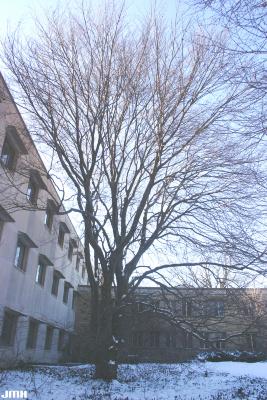 Fagus sylvatica L. (European beech), growth habit, tree form, winter profile, Research Building in background