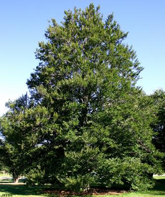Fagus sylvatica L. (European beech), growth habit, tree form