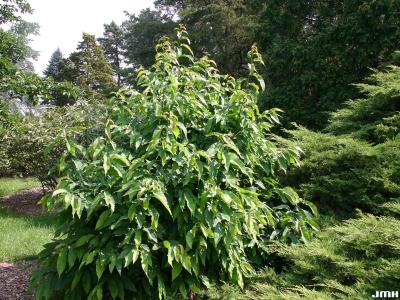 Castanea dentata (Marsh.) Borkh. (American chestnut), growth habit, tree form, suckering from stump