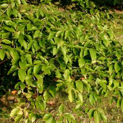 Fagus grandifolia Ehrh. (American beech), branches, leaves