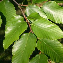 Fagus grandifolia Ehrh. (American beech), leaves