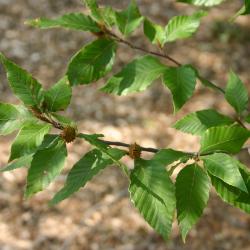 Fagus grandifolia Ehrh. (American beech), leaves