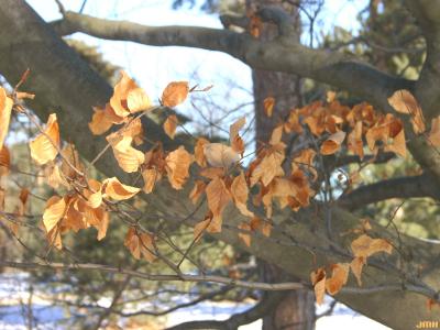 Fagus sylvatica ‘Atropunicea’ (copper beech). leaves on branch in winter
