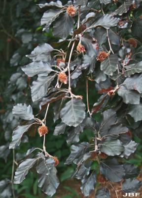 Fagus sylvatica ‘Atropunicea’ (copper beech), leaves and fruit