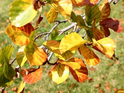 Fagus sylvatica ‘Zlatia’ (Golden-leaved European beech), leaves