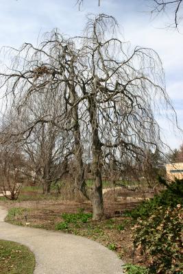 Fagus sylvatica ‘Pendula’ (Weeping European beech), growth habit, tree form, winter profile
