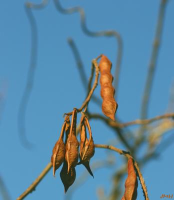 Wisteria macrostachya (Torr. & Gray) Nutt. (Kentucky wisteria), ripe fruit (pods)
