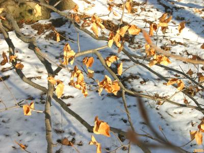 Fagus sylvatica ‘Atropunicea’ (copper beech), branches in winter