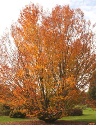 Fagus grandifolia Ehrh. (American beech), growth habit, tree form, fall color