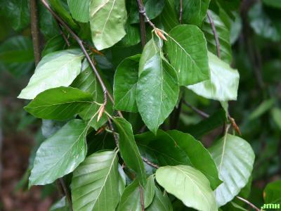 Fagus sylvatica ‘Pendula’ (Weeping European beech), leaves
