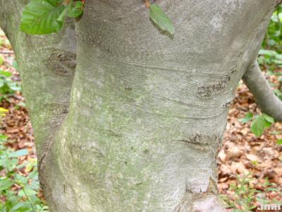 Fagus sylvatica ‘Pendula’ (Weeping European beech), bark