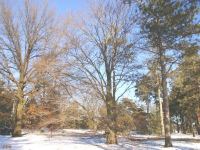 Fagus sylvatica ‘Atropunicea’ (copper beech), growth habit, tree form, winter profile, snow on ground