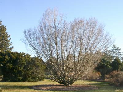 Fagus grandifolia Ehrh. (American beech), growth habit, tree form, winter profile