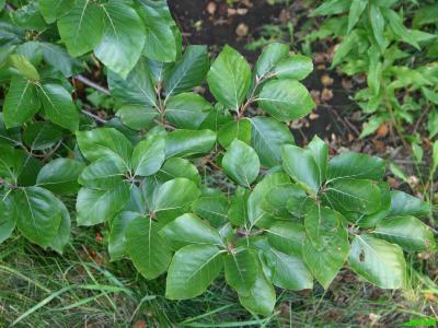 Fagus sylvatica L. (European beech), leaves