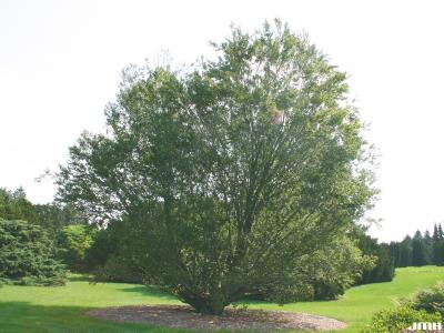 Fagus grandifolia Ehrh. (American beech), growth habit, tree form