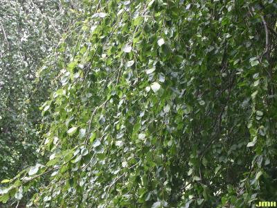 Fagus sylvatica ‘Pendula’ (Weeping European beech), weeping branches