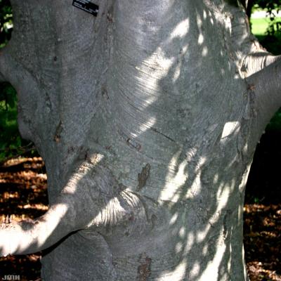 Fagus sylvatica L. (European beech), bark