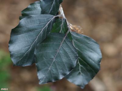 Fagus sylvatica ‘Atropunicea’ (copper beech), close-up of leaves