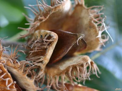 Fagus sylvatica L. (European beech), fruit (nut)