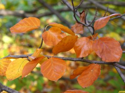 Fagus sylvatica ‘Zlatia’ (Golden-leaved European beech), leaves, fall color