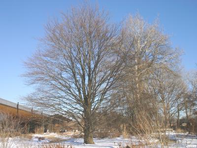 Fagus sylvatica ‘Atropunicea’ (copper beech), growth habit, tree form, winter profile, Visitor Center in background