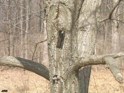 Castanea dentata (Marsh.) Borkh. (American chestnut), bark, winter