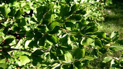 Fagus sylvatica L. (European beech), leaves