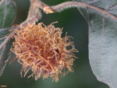 Fagus sylvatica ‘Atropunicea’ (copper beech), close-up of fruit
