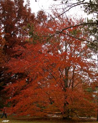 Fagus sylvatica ‘Atropunicea’ (copper beech), growth habit, tree form, fall color