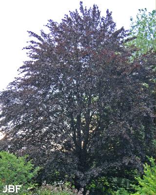 Fagus sylvatica ‘Atropunicea’ (copper beech), growth habit, tree form