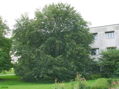 Fagus sylvatica L. (European beech), growth habit, tree form, Research Building in background