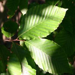 Fagus grandifolia Ehrh. (American beech), close-up of leaves