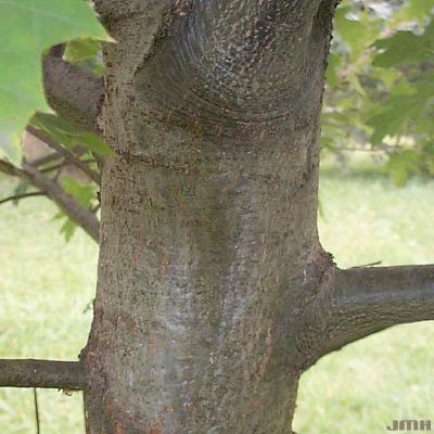 Quercus ellipsoidalis E.J.Hill (HILL'S OAK), bark