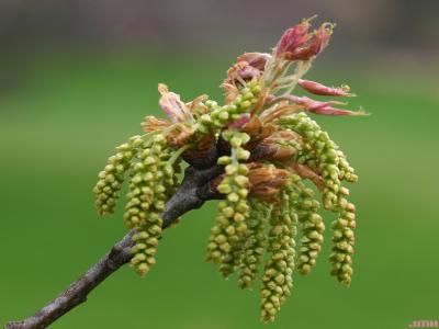 Quercus rubra L. (northern red oak), flowers