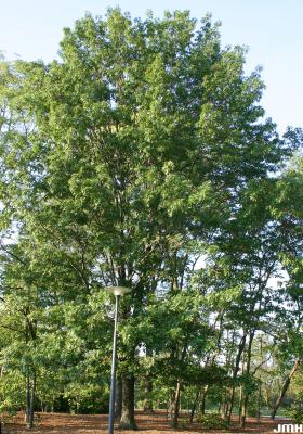 Quercus rubra L. (northern red oak), growth habit, tree form