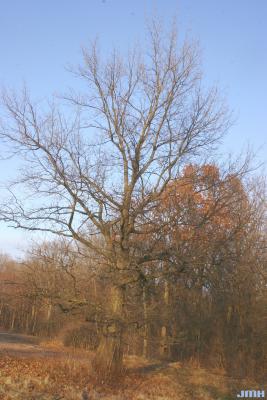 Quercus shumardii Buckley (SHUMARD'S OAK), growth habit, tree form, winter