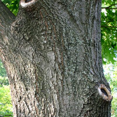 Quercus rubra L. (northern red oak), bark